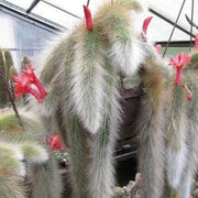 Hildewintera Cleistocactus Seeds - Herbal Seeds