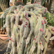 Hildewintera Cleistocactus Seeds - Herbal Seeds