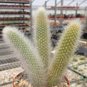 Hildewintera Cleistocactus Seeds - Herbal Seeds