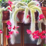 Hildewintera Cleistocactus Seeds, Herbal