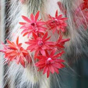 Monkey Tail Hildewintera colademononis Seeds