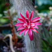 Monkey Tail Hildewintera colademononis Seeds