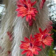 Monkey Tail Hildewintera colademononis Seeds