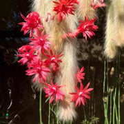 Monkey Tail Hildewintera colademononis Seeds
