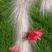 Fragrant Hildewintera winteri Seeds