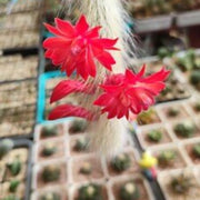 Fragrant Hildewintera winteri Seeds