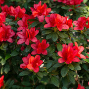 Hino crmsion Azalea Seeds - Flower Plant