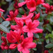 Hino crmsion Azalea Seeds - Flower Plant