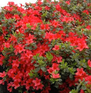 Hino crmsion Azalea Seeds - Flower Plant