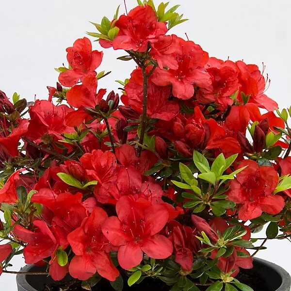 Hino crmsion Azalea Seeds - Flower Plant
