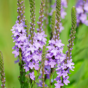 Native Wild Hoary Vervain Seeds
