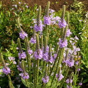 Native Wild Hoary Vervain Seeds