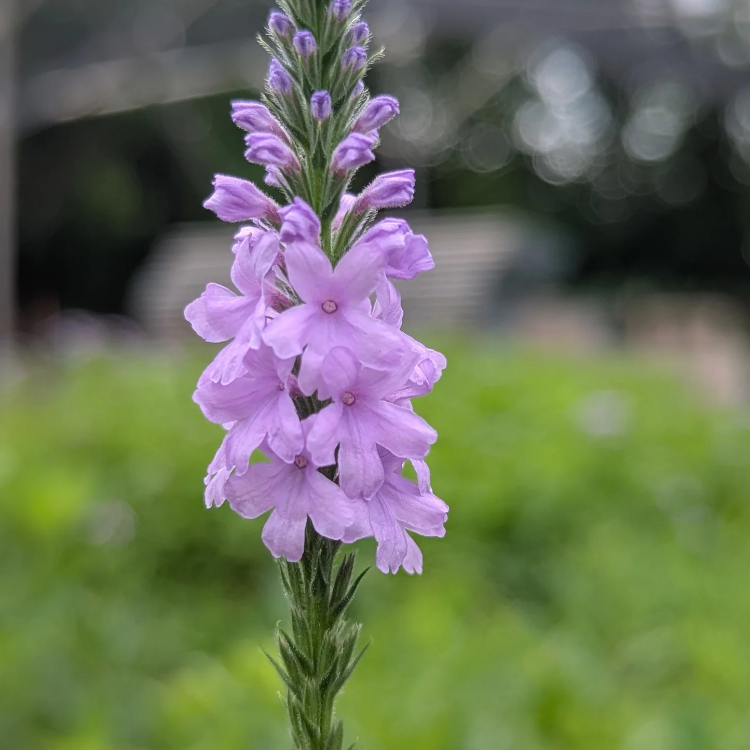 Native Wild Hoary Vervain Seeds