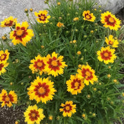 Native Wildflower Hoch Coreopsis Seeds
