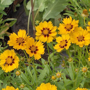 Native Wildflower Hoch Coreopsis Seeds