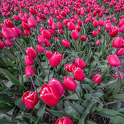Holland Tulip Seeds