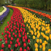 Holland Tulip Seeds - Flower Plant
