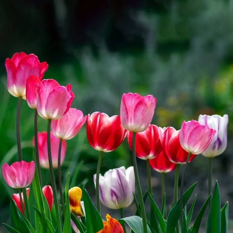 Holland Tulip Seeds - Flower Plant