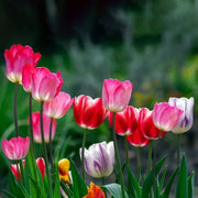Holland Tulip Seeds - Flower Plant