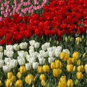Holland Tulip Seeds - Flower Plant
