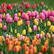 Holland Tulip Seeds