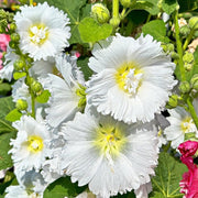White Hollyhock Seeds