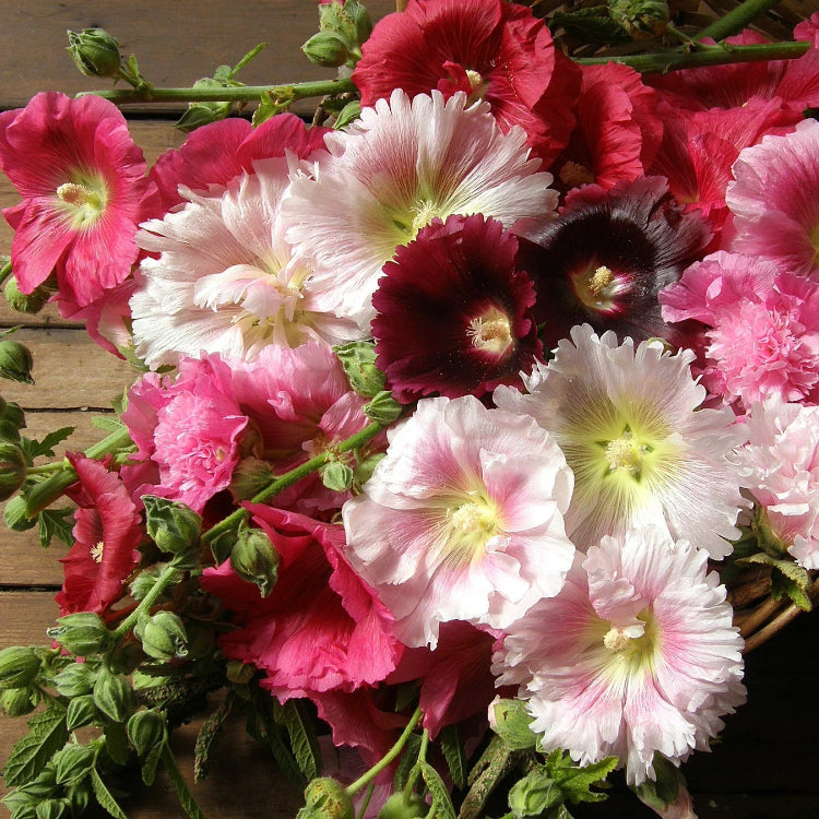 Indian Spring Hollyhock Seeds