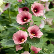 Alcea Rosea Hollyhock Seeds