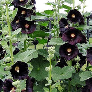 Black Hollyhock Seeds