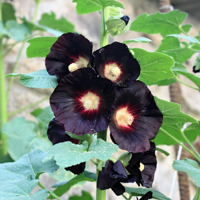 Black Hollyhock Seeds