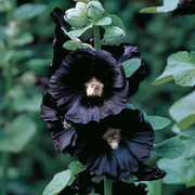 Black Prince Hollyhock Seeds
