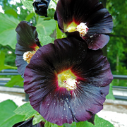 Black Prince Hollyhock Seeds