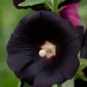 Blacknight Hollyhock Seeds
