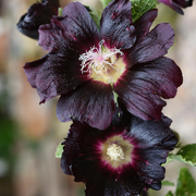 Blacknight Hollyhock Seeds