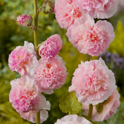 Double Hollyhock Seeds