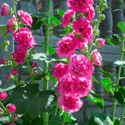 Double Hollyhock Seeds