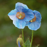 Double Sky Blue Hollyhock Seeds