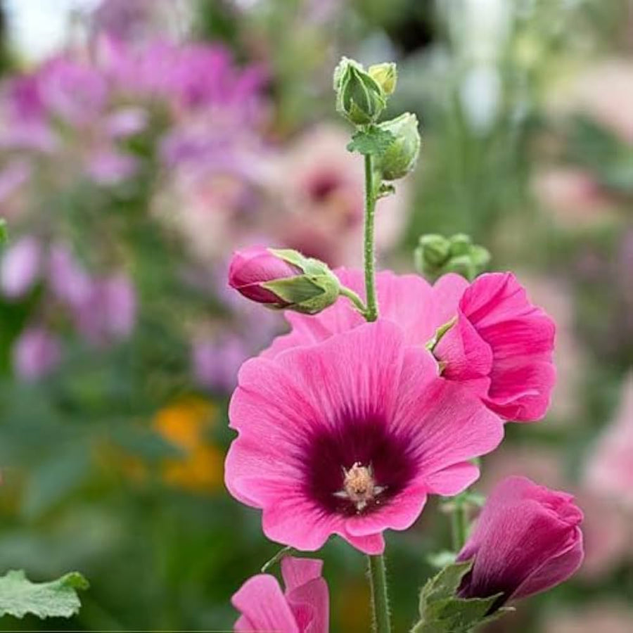 Alcea Rosea Hollyhock Seeds