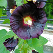 Black Hollyhock Seeds