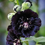 Black Prince Hollyhock Seeds