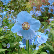 Double Sky Blue Hollyhock Seeds