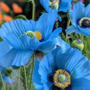 Double Sky Blue Hollyhock Seeds