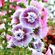 White Purple Hollyhock Seeds
