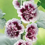 White Purple Hollyhock Seeds