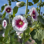 White Purple Hollyhock Seeds