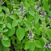 Holy Basil Sacred Tulasi Seeds, Herbal