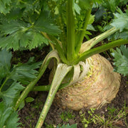 Giant Celery Root Seeds, Herbal