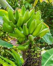 Banana Seeds – Musa acuminata