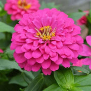 Home Garden Flower Seed Collection