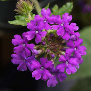Home Garden Flower Seed Collection
